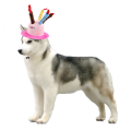 Cumpleaños para mascotas Disfraces de perro Ciudad del partido